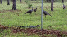 Turkeys encounter baby gator