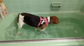 Beagle puppy jumps into bathtub full of emergency water during hurricane