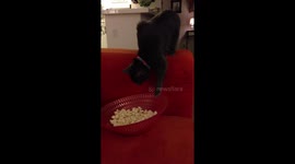 Cat steals popcorn from bowl