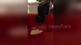 Newsflare Edit - Cat steals popcorn from bowl