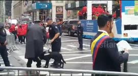 Funny Sniffer Dog Wolfe comes past