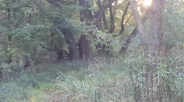 Scary clown chases family in the woods