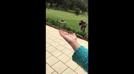 Hand feeding Scarlet Robin