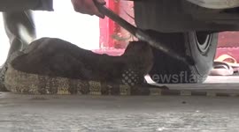 Residents rescue stray monitor lizard in Indonesia