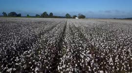 Mississippi Cotton