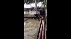 Brave teenagers rescue stray dog stranded in dirty canal