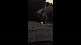 When your drunk friend is in charge of the lemon for the tequilas.