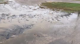 Storm Nate leaves hundreds of catfish on Mississippi streets