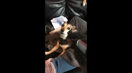 Dog shows no fear towards gun