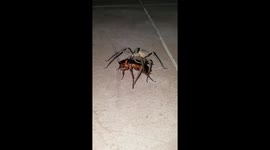 Giant spider caught eating cockroach