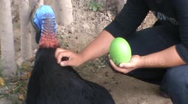how cassowary eggs form