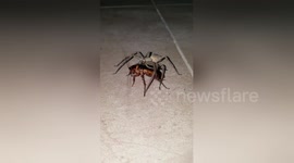 Newsflare Edit - Giant spider caught eating cockroach