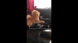 Most Hilarious Dog Fight Ever !!