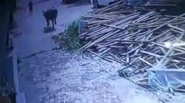 Out-of control buffalo shot dead after it attacks villager in southern China