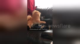 Newsflare Edit - Most Hilarious Dog Fight Ever !!