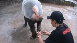 a tapir gets treatment