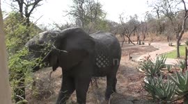 Elephant Push Over Tree in Camp ! Greater Kruger National Park