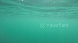 Prehistoric Shark photobombs snorkel trip