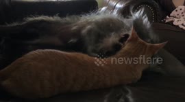 Cat and Dog, Can't We All Just Get Along