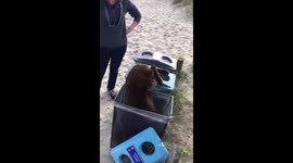 Labrador gets stuck in rubbish bin