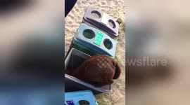 Hungry Labrador gets stuck in rubbish bin