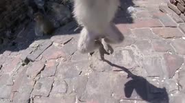 Monkey 'attacks' tourist in Thailand