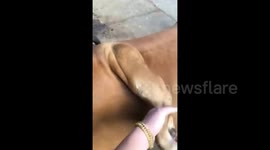 Cow born with fifth leg on its back in Chinese farm