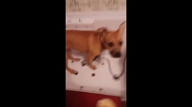 Crazy dog after bath