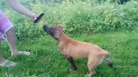 Insane dirty puppy
