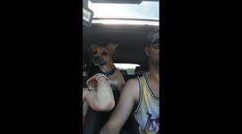 Driving home with staff puppy :)