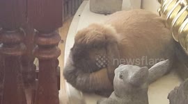 Poppet the snoring bunny. Content rescue bunny in her new home