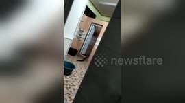 Mystery swamp creature emerges from the toilet in Malaysia