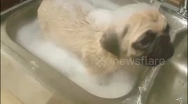 My new pug puppy Lorcan takes his first bath