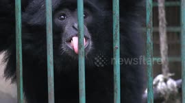 Gibbons dont stop licking the rain
