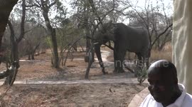 Ranger Tries to Chase Elephant out of Camp !