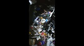 guilty dogs go through the trash bags and leave a big mess