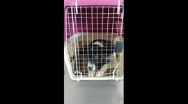 AIRPORT DOGS