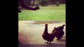 Slow Motion Chicken Jump