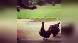 Newsflare Edit - Slow Motion Chicken Jump
