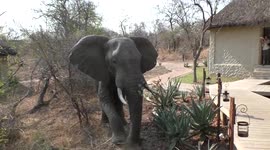 Closeup encounter with elephant snapping tree