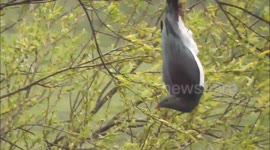 Wild New Zealand wood pigeon is drunk on forest berries