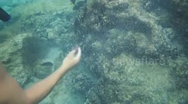 Demselfish territorial fish knock knocks over a boulder
