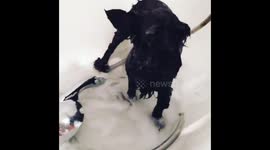 Unhappy dog endures taking a bath
