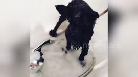 Newsflare Edit - Unhappy dog endures taking a bath