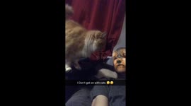 This dog don’t get on with cats
