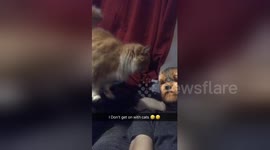Newsflare Edit - This dog don’t get on with cats
