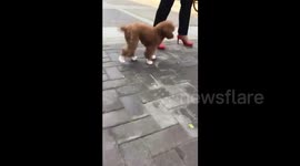 Chinese dog owner makes poodle walk in child's shoes