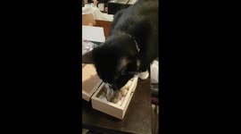 My cat saying goodbye to the Hamster!