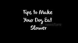 Tips to make your dog eat slower