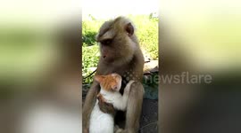 Pet monkey hugs stray kitten after they become 'best friends'